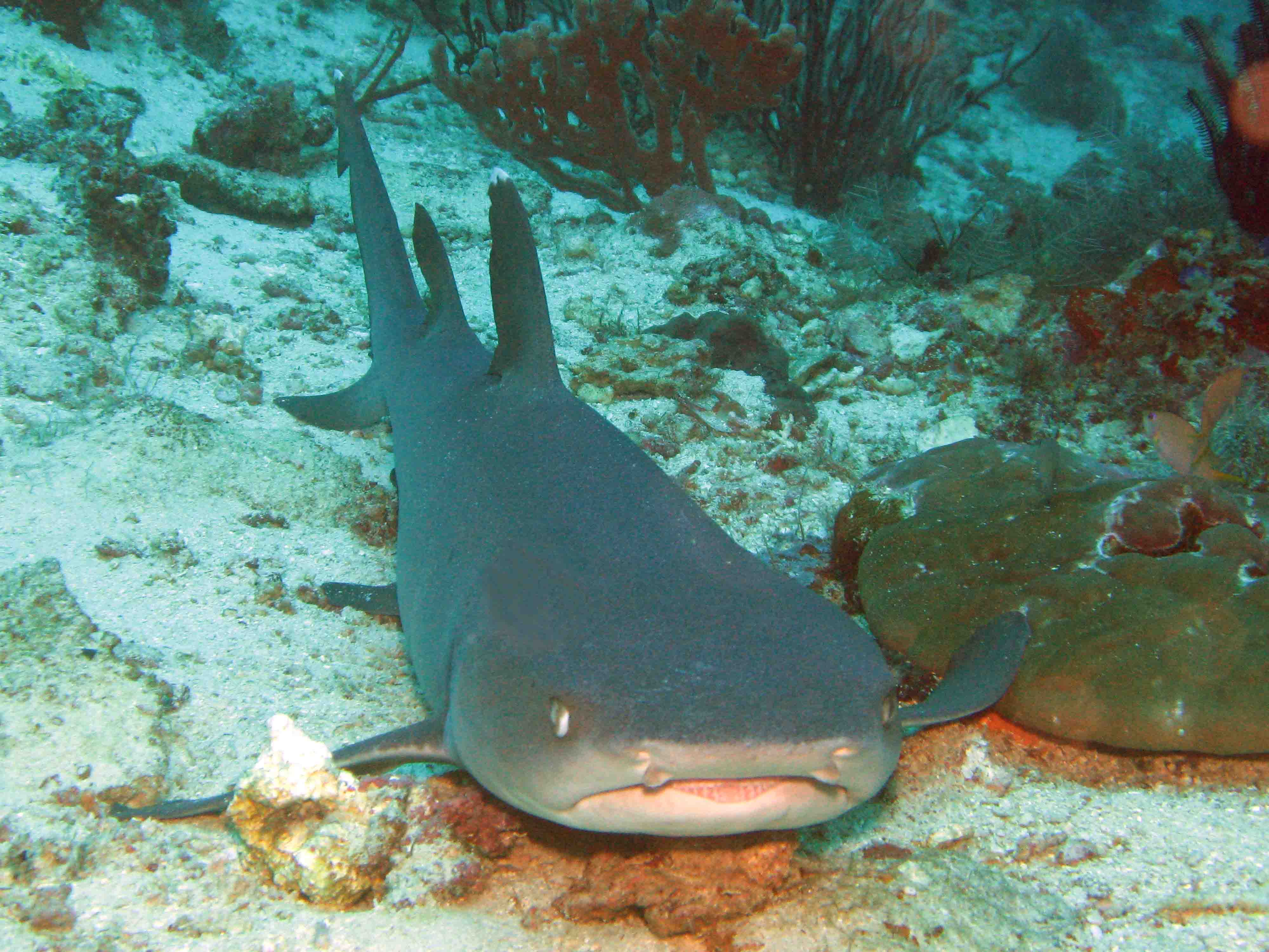 Shark